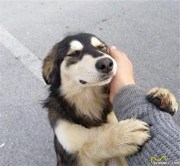 狗狗突然绝食:没想到它也会患上抑郁症