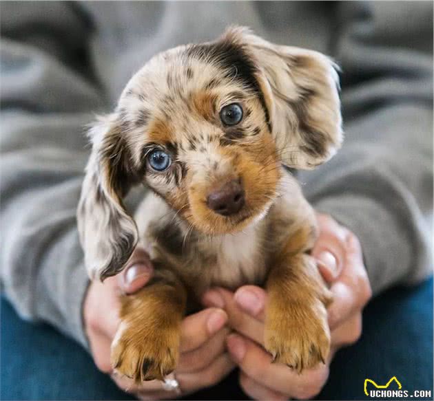 狗狗突然绝食:没想到它也会患上抑郁症