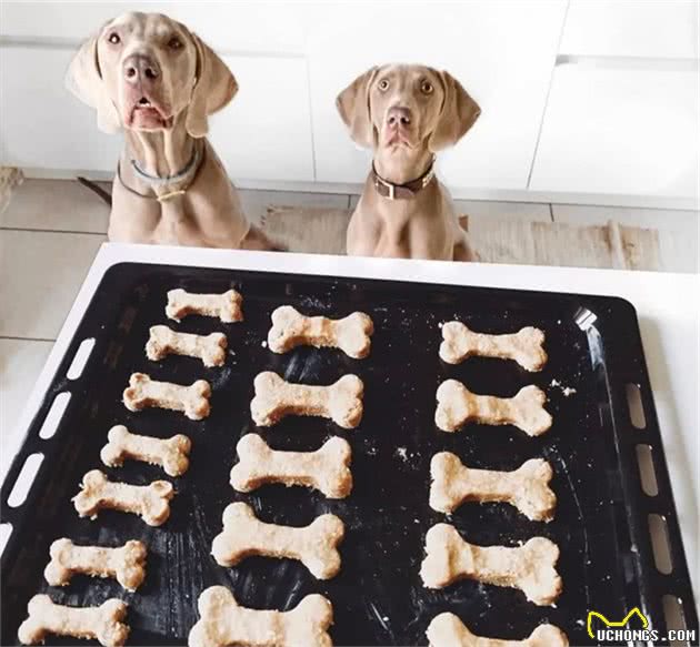 狗狗突然绝食:没想到它也会患上抑郁症