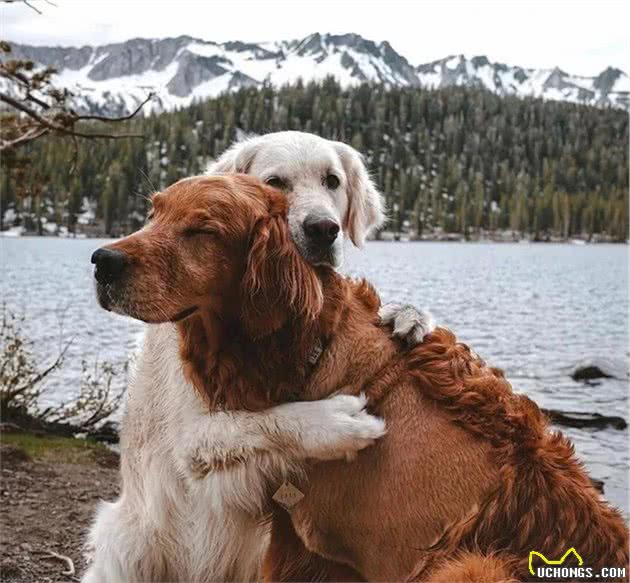 狗狗突然绝食:没想到它也会患上抑郁症