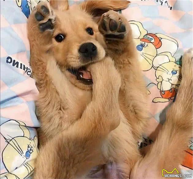 狗狗突然绝食:没想到它也会患上抑郁症