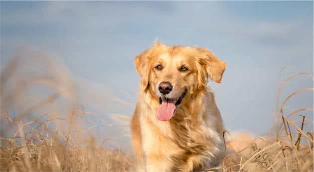 真心疼爱自家金毛犬，就做好这7件事情