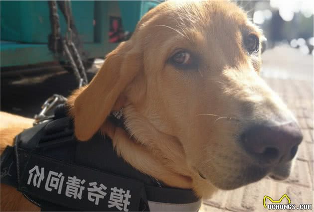 真心疼爱自家金毛犬，就做好这7件事情