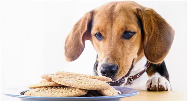 狗狗不能吃的20种食物你还在喂吗?