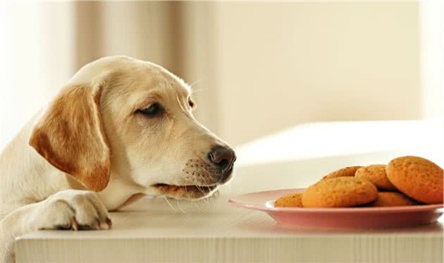 狗狗不能吃的20种食物你还在喂吗?