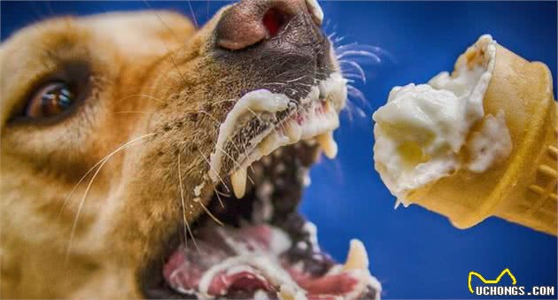 狗狗不能吃的20种食物你还在喂吗?