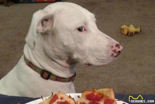 狗狗不能吃的20种食物你还在喂吗?