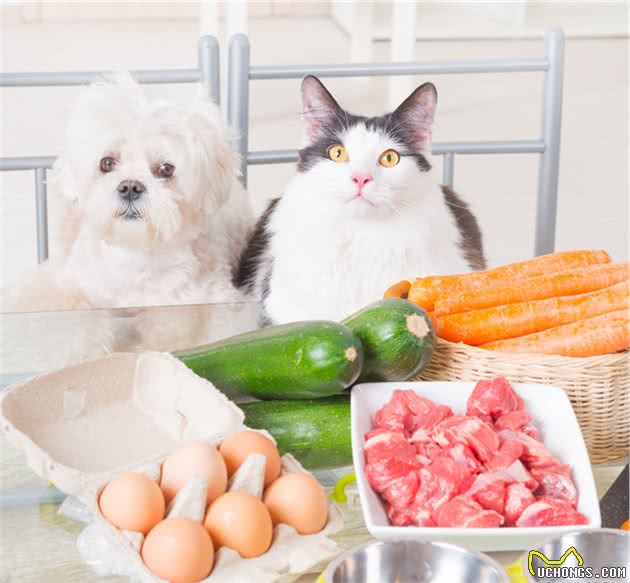 狗狗不能吃的20种食物你还在喂吗?