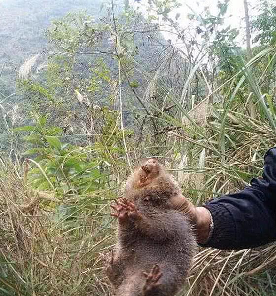 男子带土狗上山，汪却一直在挖洞，凑近后直言晚上要加餐了