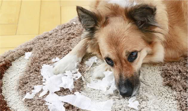 狗狗不听话，是小时候没教好，训犬师给8个建议纠正狗坏习惯