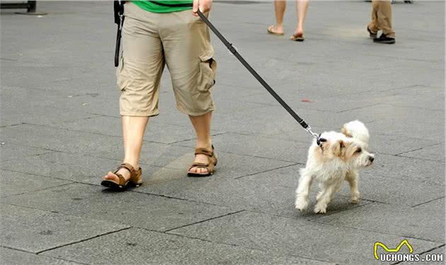 狗狗不听话，是小时候没教好，训犬师给8个建议纠正狗坏习惯