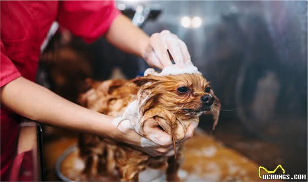 帮幼犬洗澡的十大注意事项