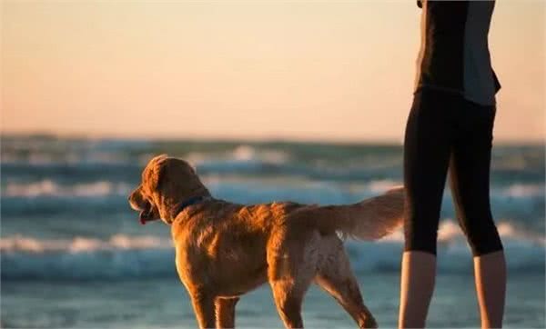 狗狗正在偷偷爱你的5种行为,中三条以上的宠友,真的很幸福