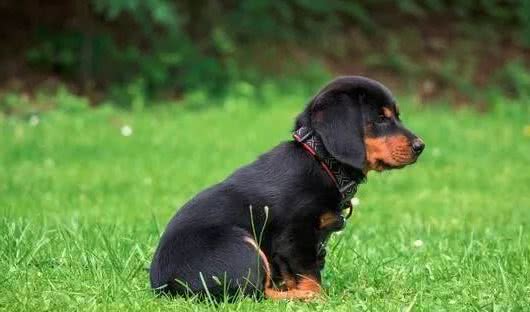 狗狗正在偷偷爱你的5种行为,中三条以上的宠友,真的很幸福