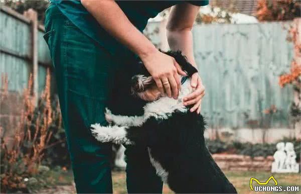 狗狗正在偷偷爱你的5种行为,中三条以上的宠友,真的很幸福