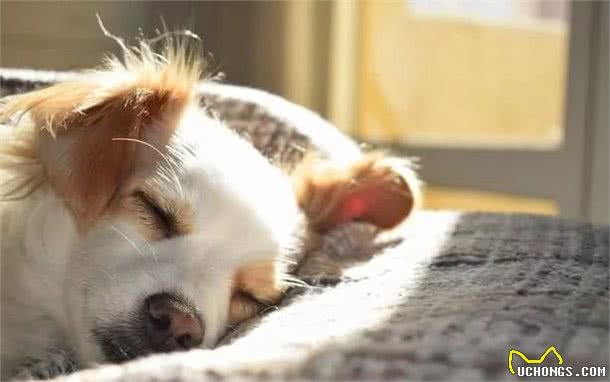 狗狗正在偷偷爱你的5种行为,中三条以上的宠友,真的很幸福