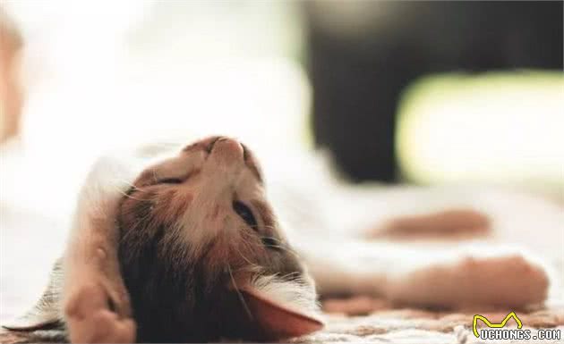 狗狗正在偷偷爱你的5种行为,中三条以上的宠友,真的很幸福