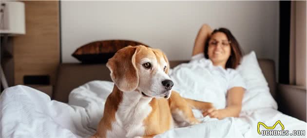 主人怀孕了，狗狗会知道，孕期行为还可能影响狗狗对宝宝的态度