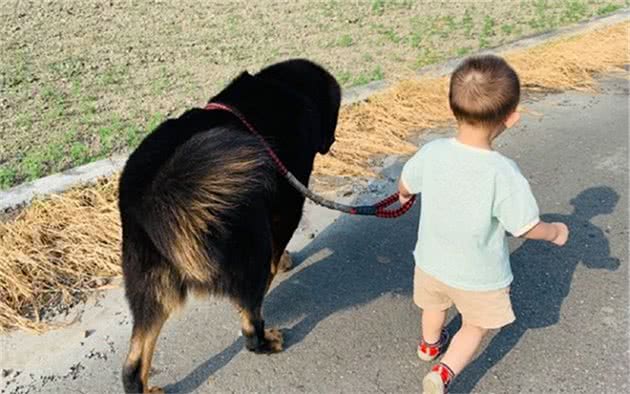 百斤藏獒陪伴四岁幼童出门，靠吨位保护小主人，提供充足安全感