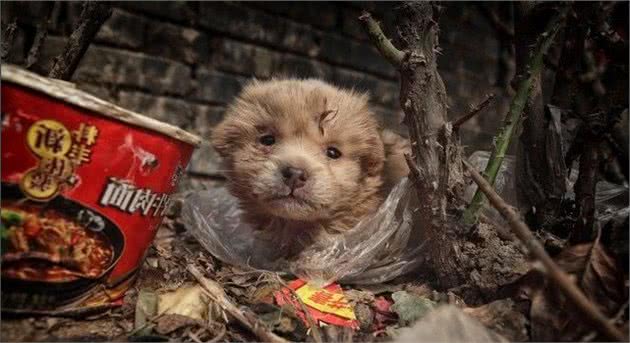 流浪猫狗的最后归宿，人道毁灭