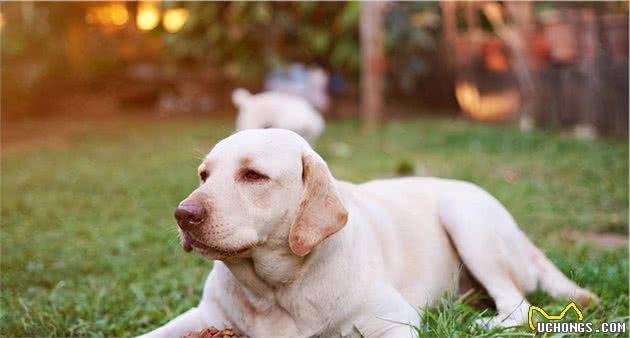 拉布拉多幼犬泪痕严重怎么办