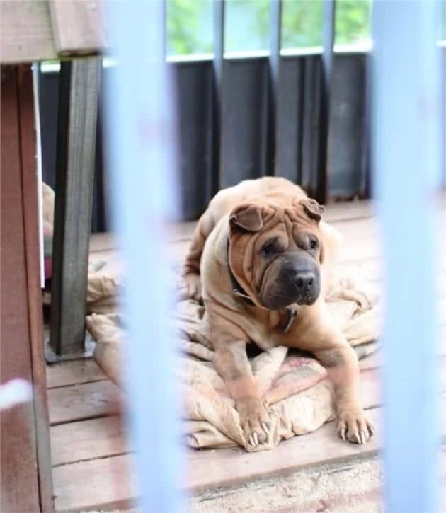 爱犬被拍指甲过长未修剪，引发爱狗人士谴责，权志龙陷虐狗争议？