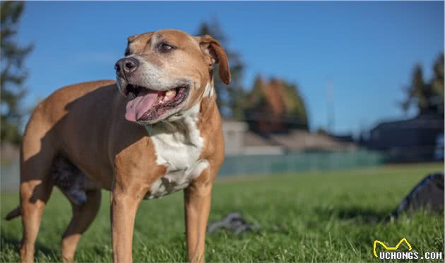 斑鬣狗和比特犬都很凶猛，如果将它们放在一个笼子里，谁会胜利？