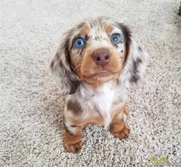 不要给狗狗穿衣服,你觉得很好玩,狗狗并不喜欢