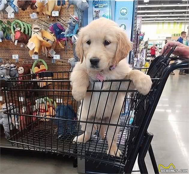 不要给狗狗穿衣服,你觉得很好玩,狗狗并不喜欢