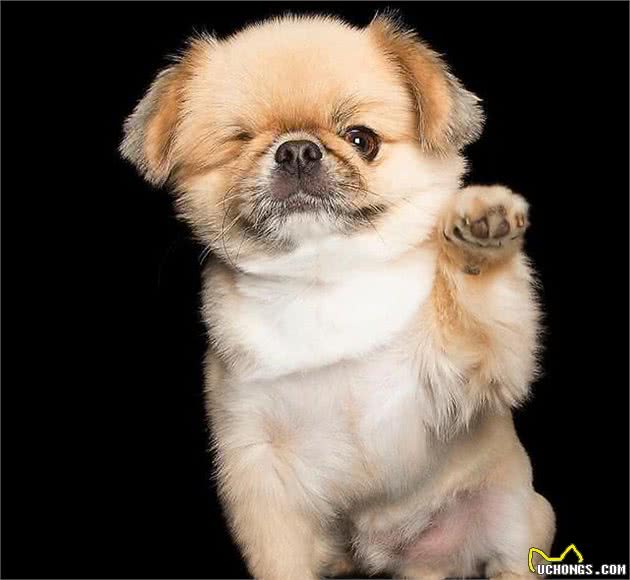 不要给狗狗穿衣服,你觉得很好玩,狗狗并不喜欢