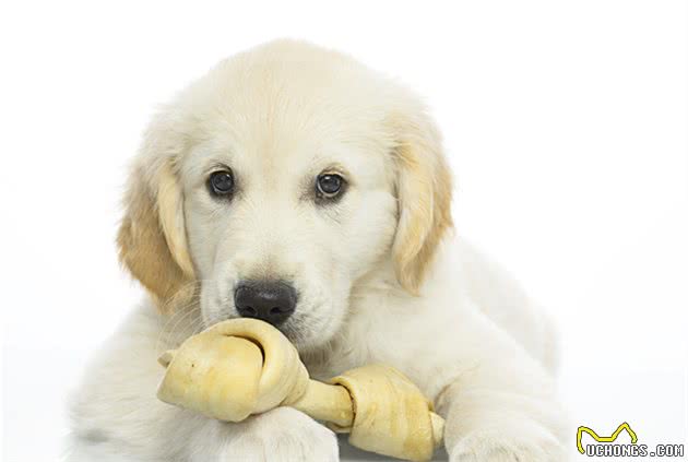 不要给狗狗穿衣服,你觉得很好玩,狗狗并不喜欢