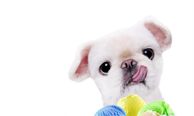 不要给狗狗穿衣服,你觉得很好玩,狗狗并不喜欢