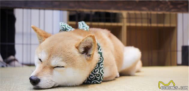 不要给狗狗穿衣服,你觉得很好玩,狗狗并不喜欢