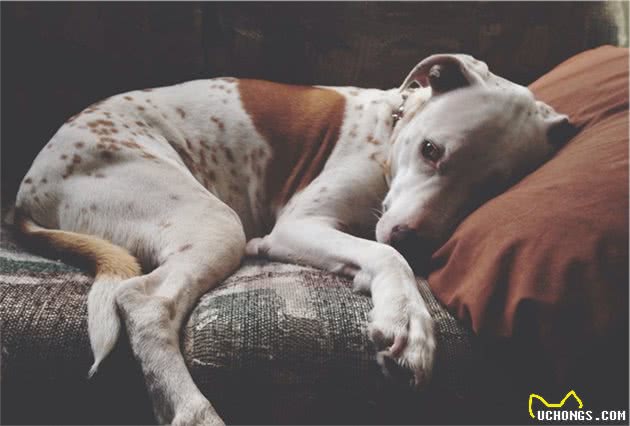 不要给狗狗穿衣服,你觉得很好玩,狗狗并不喜欢