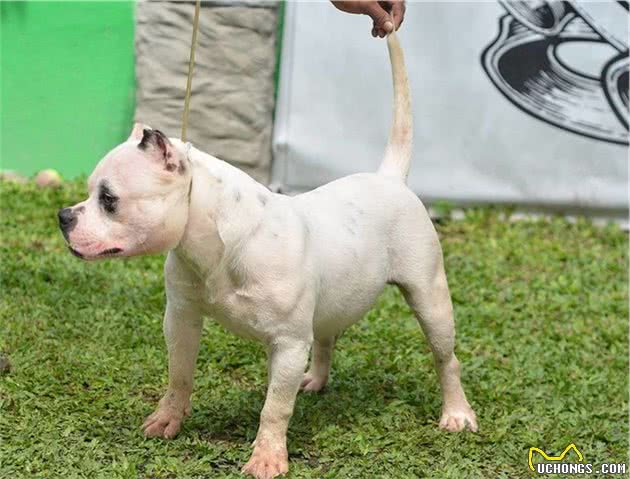 不要给狗狗穿衣服,你觉得很好玩,狗狗并不喜欢