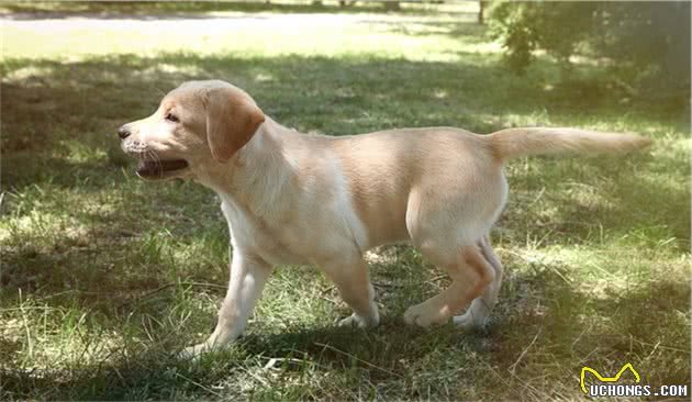 不要给狗狗穿衣服,你觉得很好玩,狗狗并不喜欢