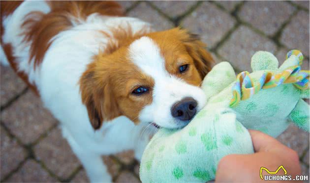 不要给狗狗穿衣服,你觉得很好玩,狗狗并不喜欢