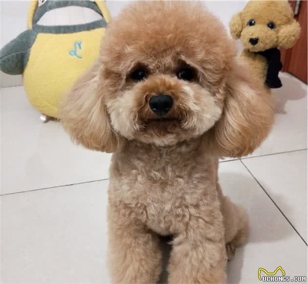 不要给狗狗穿衣服,你觉得很好玩,狗狗并不喜欢