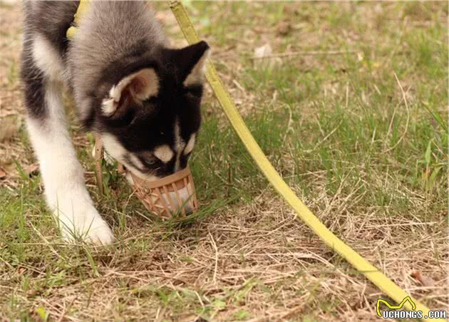 如何让狗狗远离，让宠主闻风丧胆的犬细小？只要做到这5点