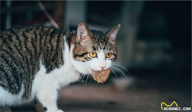 田园狸花猫为什么还有人抢着养？看完这几点，才知它们有多好