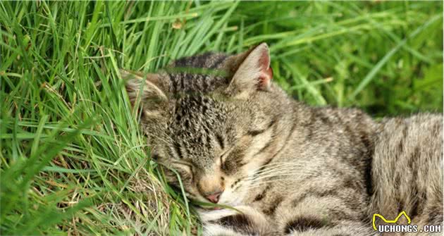 田园狸花猫为什么还有人抢着养？看完这几点，才知它们有多好