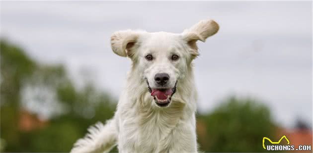 当你领养一只成犬或捡到一只成犬时，良好的家庭训练是必不可少的