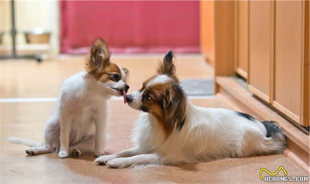 当你领养一只成犬或捡到一只成犬时，良好的家庭训练是必不可少的