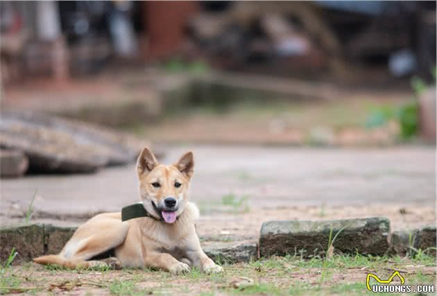 田园犬意外走失，主人寻找无果，却不曾想狗狗回到最初相遇的地方