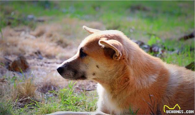 田园犬意外走失，主人寻找无果，却不曾想狗狗回到最初相遇的地方