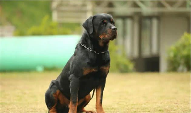 罗威纳犬，值得带回家饲养的六大理由