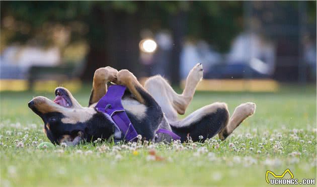 罗威纳犬，值得带回家饲养的六大理由