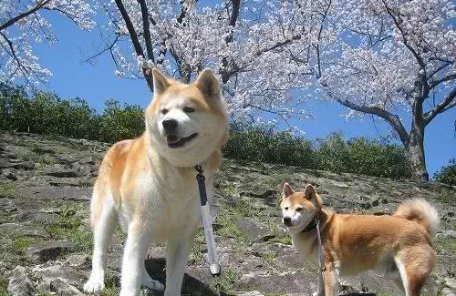 柴犬秋田犬你还傻傻分不清楚吗？教你分辨最容易被混淆的几种狗狗