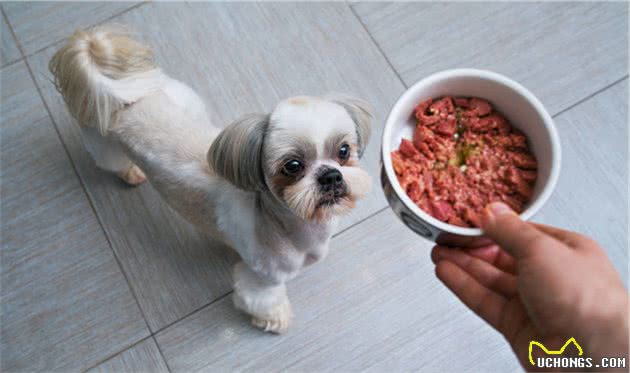 狗狗超挑食，只吃肉不吃狗粮，5步解决挑食坏习惯