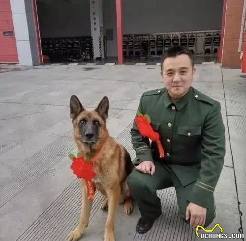 向它们致敬！那些参加过汶川地震的搜救犬们